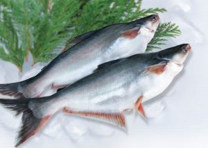 "Nutritional breakdown of Pangasius fish, including protein and essential vitamins."