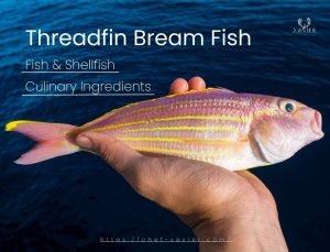 Threadfin Bream Fish